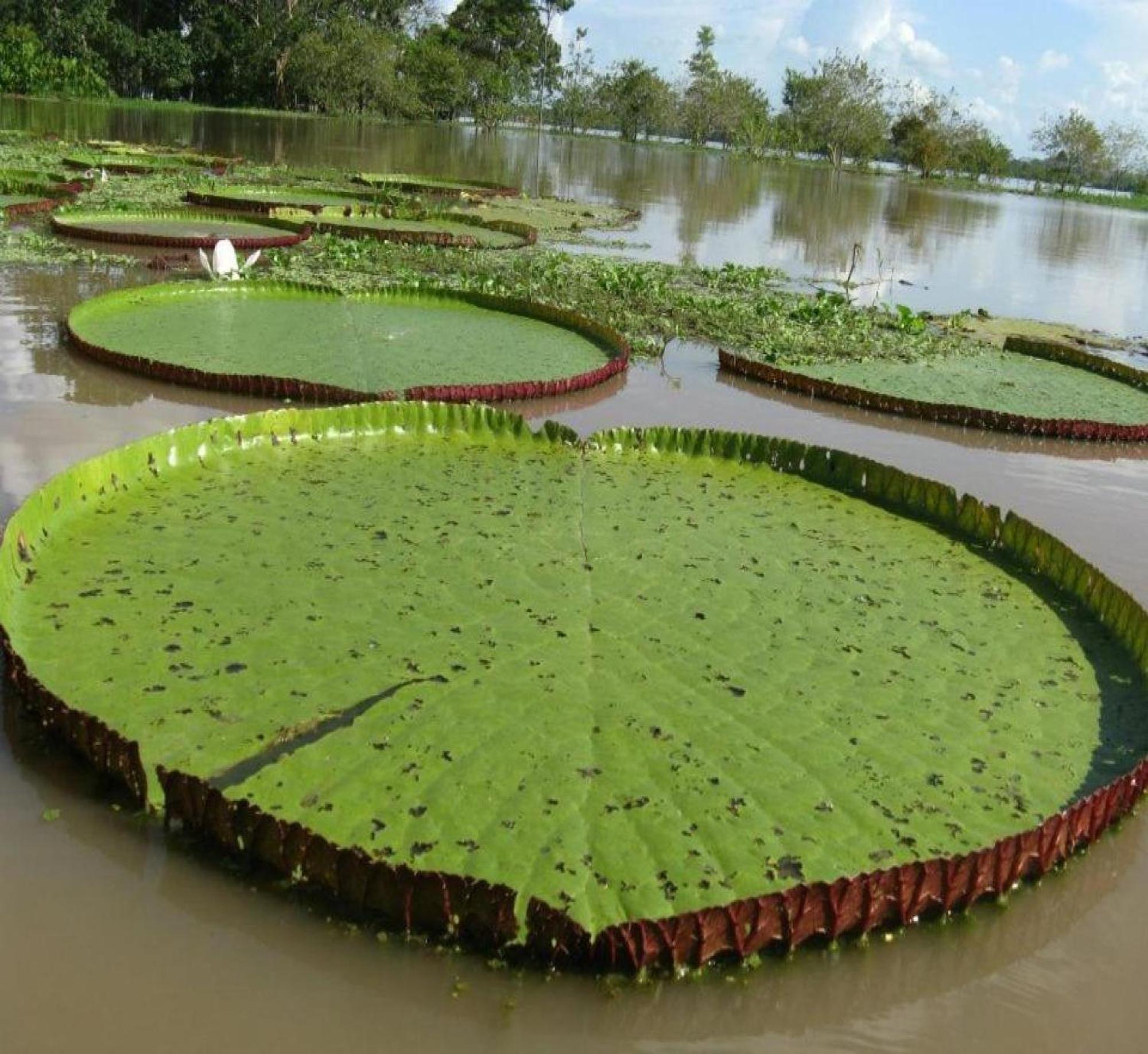 Cabaña Flotante Kurupira Leticia Exterior foto
